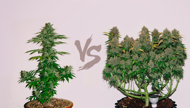 Урожайность автоцветов