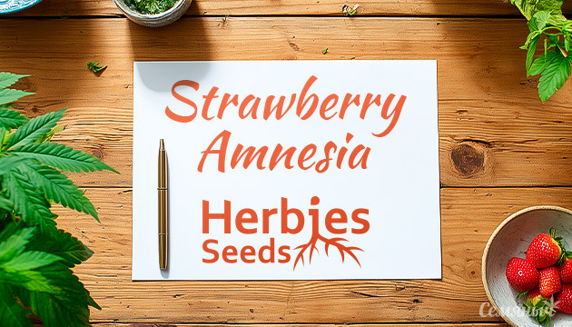 Гроурепорт Strawberry Amnesia fem от Herbies Seeds