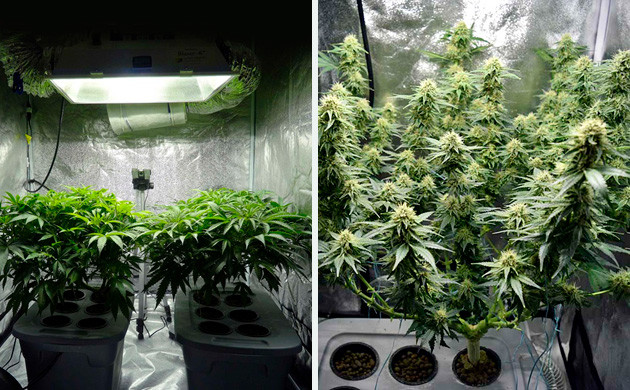 Выращивание конопли в индоре