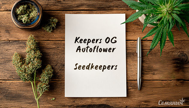 Гроурепорт сорта Keepers OG Autoflower от Seedkeepers