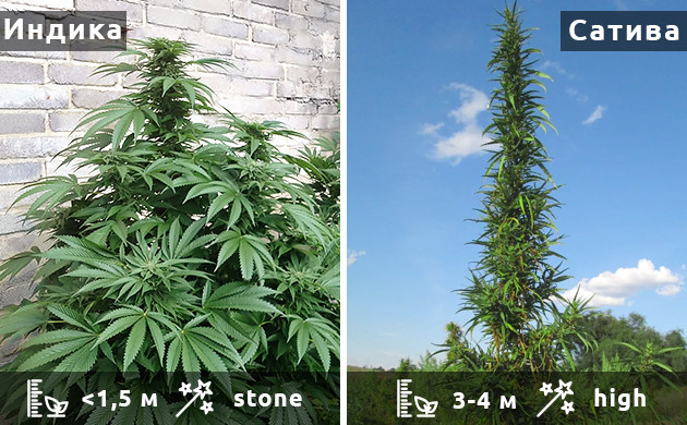 Особенности сативы и индики для выращивания в аутдоре