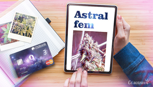 Гроурепорт сорта Astral