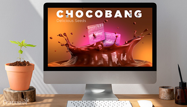 Гроурепорт сорта Chocobang