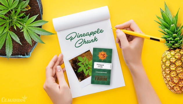 Гроурепорт сорта Pineapple Chunk от Barney’s Farm