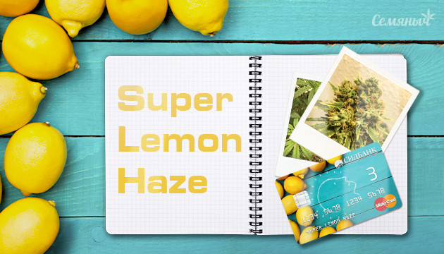 Гроурепорт сорта Super Lemon Haze от сидбанка Семяныч