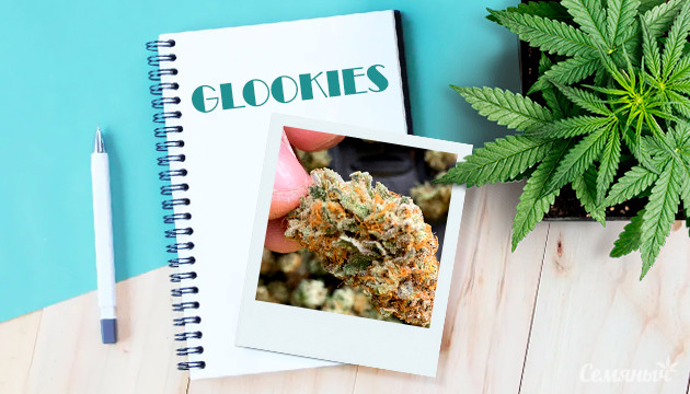 Гроурепорт сорта Glookies fem от Barney’s Farm